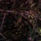 Vaho - Impvlso lyrics