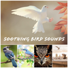 Soothing Bird Sounds - Bird Sounds