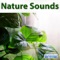 Thunder Storm Sounds - Sounds of Nature lyrics