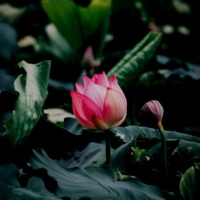 Lotus (feat. Beat Fanatics) - Single - GENKI