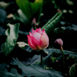 Lotus (feat. Beat Fanatics) GENKI