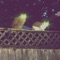 Life Numbs All - Argyle Forest lyrics