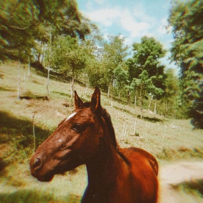 Paraíso (feat. Pink Opala) - Single