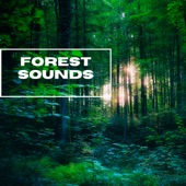 Forest Sounds: Inside the Forest Sounds - EP artwork