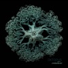 Oktopus - Jumpin' Jumpin'