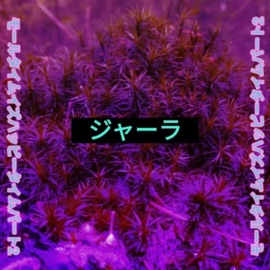 B R E a K B E a c H 3 0 0 0 Jarla