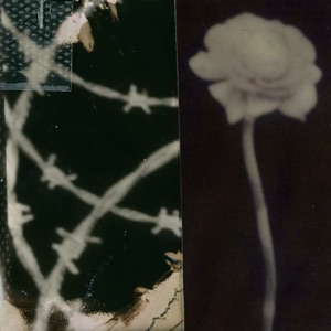 Haynie - Single