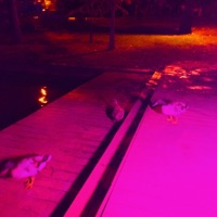 Flower Child - Single - Tangerine Overload