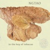 In the Key of Tobacoo - Single