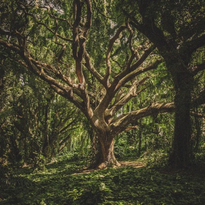 The Tree - Single