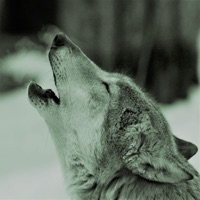 E.W.Y.K - Kang apolow