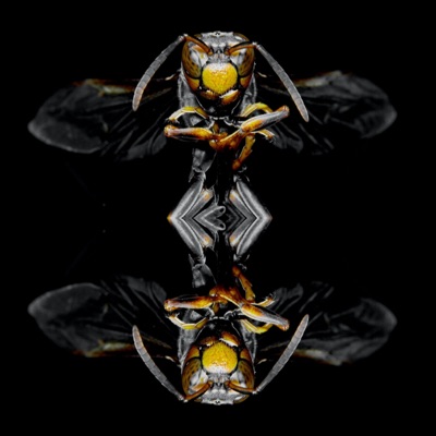 Buzzin Bee's (feat. Morgan Seales) - Single