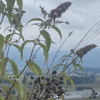 By a Thread - Single - Cavasoul & Splashgvng