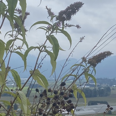 By a Thread - Single