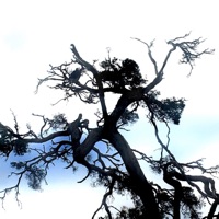 Championsniff Belt - Single - Kill Travis