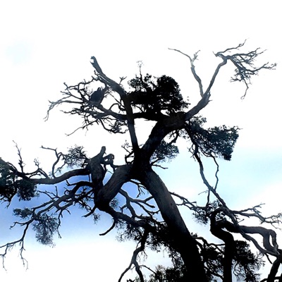 Championsniff Belt - Single