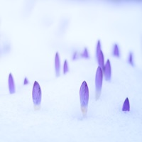 Sleepification - Single - Musqitone