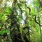 Lianas - Intiche lyrics