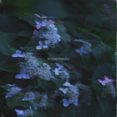 Knowmadic - Hydrangea