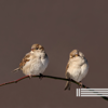 Morning Birds Singing (Loopable) - Birds In The Forest, Sounds of Nature Zone & Forest Sounds