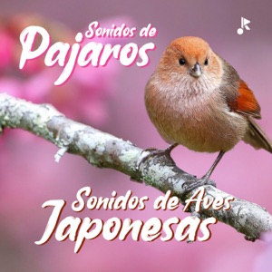 Sonido de Aves Japonesas