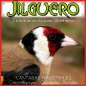 Jilguero Entrenamiento para Silvestrismo CANTADAS MAGISTRALES: onomatopeyas, Cascabeles, remates - Jilgueros Campeones y Finalistas de Concursos