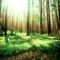 Growing Mindfulness with Meditative Music - Zen Meditation Orchestra lyrics