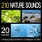 African Jungle at Night - Pro Sound Effects Library lyrics