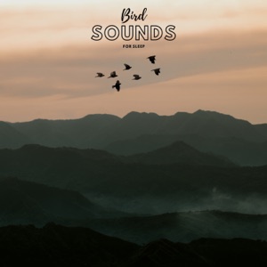 Bird Sounds For Sleep - Single