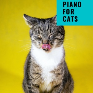 Piano For Cats
