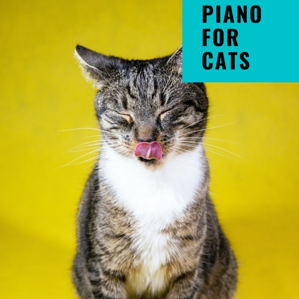 Piano For Cats