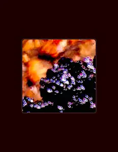 Escucha a Zachary Alexander, mira videos musicales, lee su biografía, consulta las fechas de las gira y más.