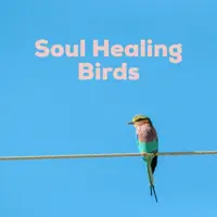 Soul Healing Birds — Soul Healer