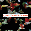 Lebistes Reticulatus - Florian Beck & Clarence Ofwerman