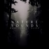 Nature Sounds Deep Forest Sleep - Single