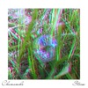 Chamomile - Single