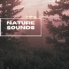 Nature Sounds - Forest In the Wild - EP