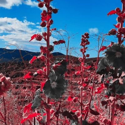 Cuentale A Otro - Single