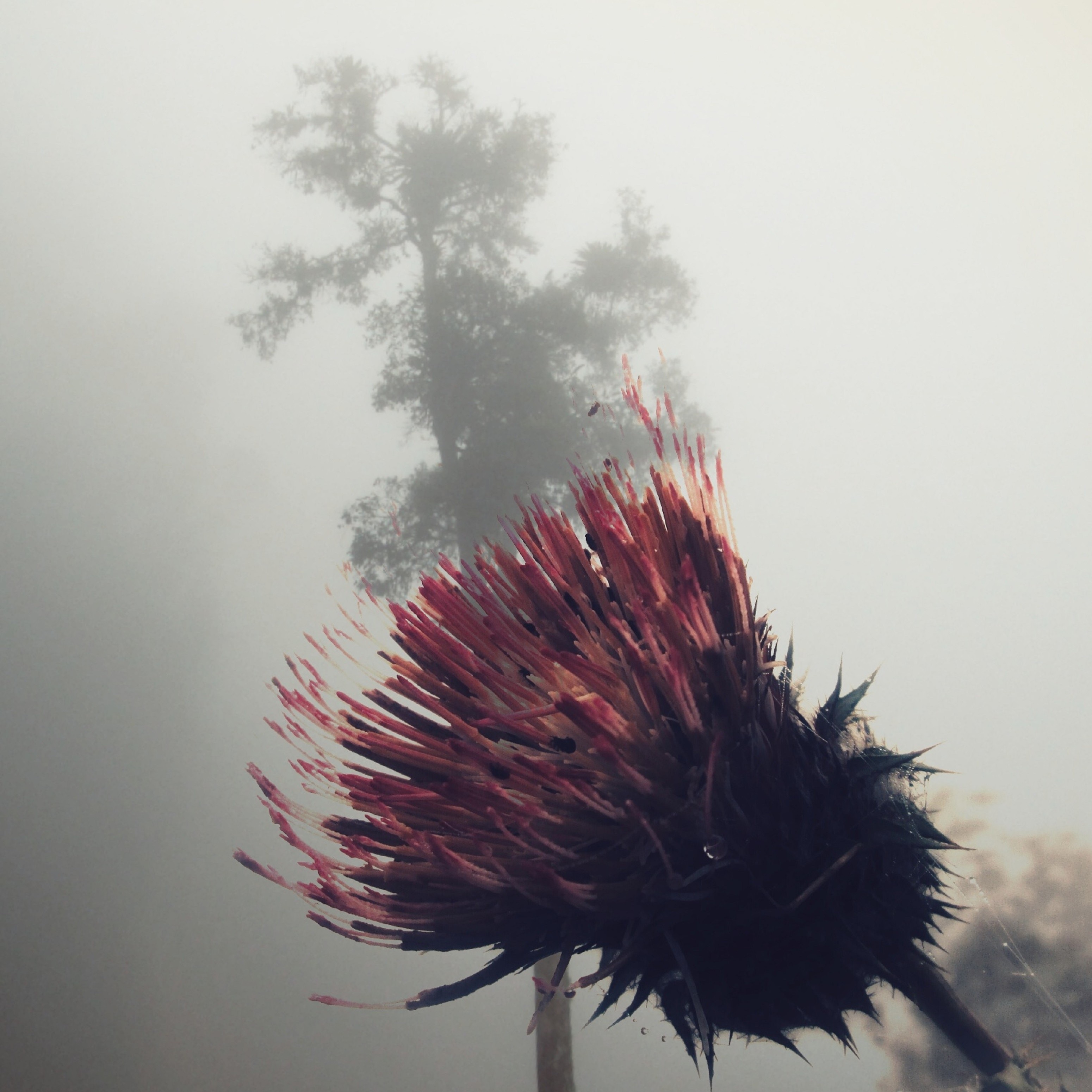 Cuando Un Pueblo Ora - Single