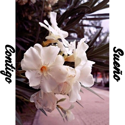 Sueño contigo (André Medina) - Single