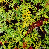 Mutuo - EP - Ed Neidhardt