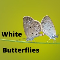 White Butterflies - Single - Celestina Masotti