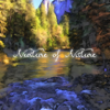 River Birds - Nurture of Nature