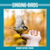 Flirting Lovebirds - Birds & Organic Nature Sounds