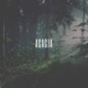 Acacia Single