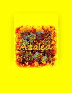 Ascolta CJ Peters, guarda video musicali, leggi la biografia, vedi le date del tour & altro!