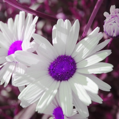 Garden (tayxm remix) - Single