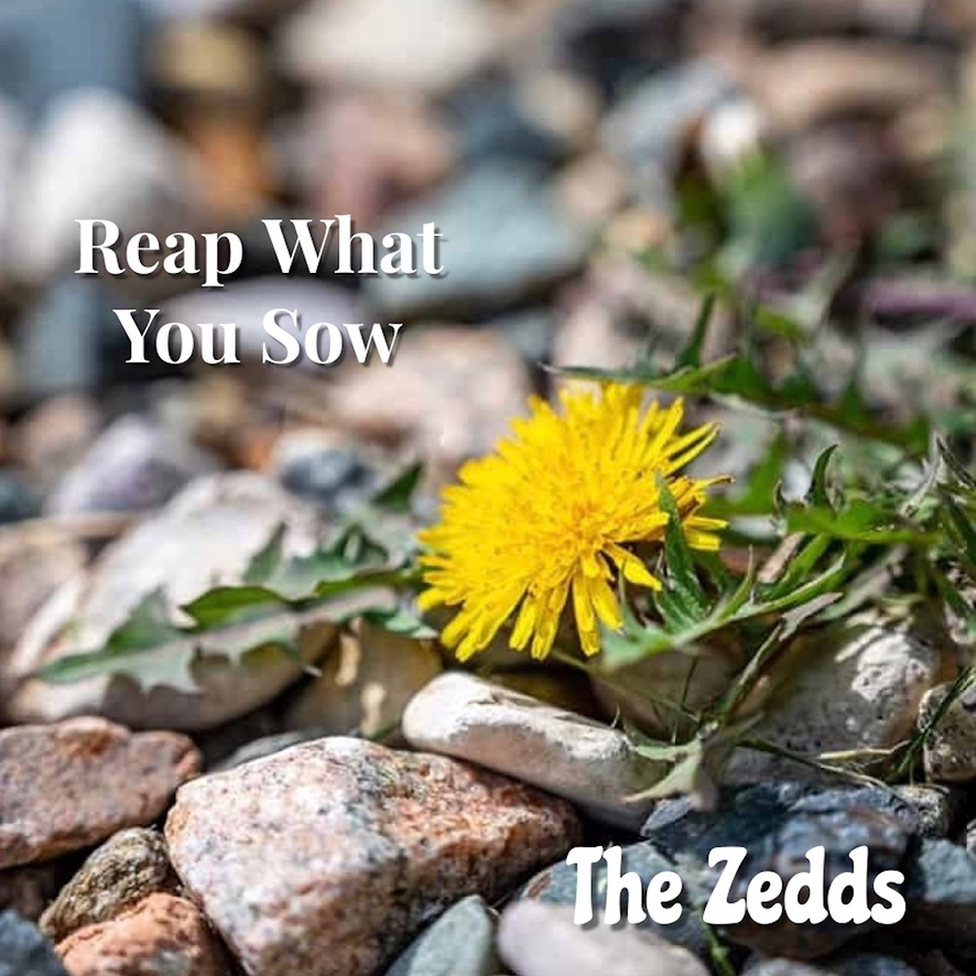 Reap What You Sow - Single