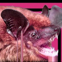 Vampiric - Single - Shanax Bars