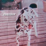 Essence